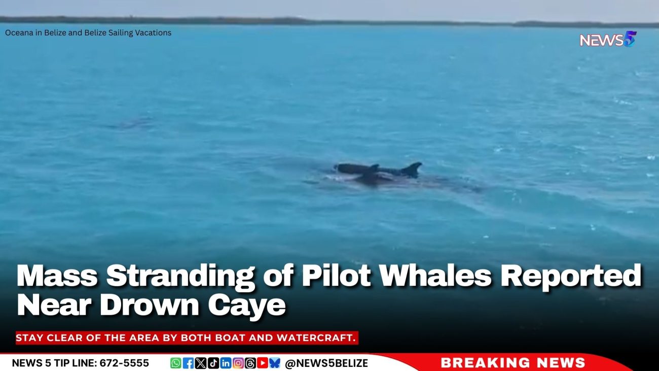 Mass Stranding of Pilot Whales Reported Near Drown Caye – Public Urged to Stay Away