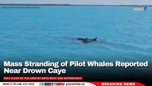 Mass Stranding of Pilot Whales Reported Near Drown Caye – Public Urged to Stay Away