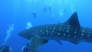 Placencia Tour Encounters Whale Shark in Gladden Spit Reserve