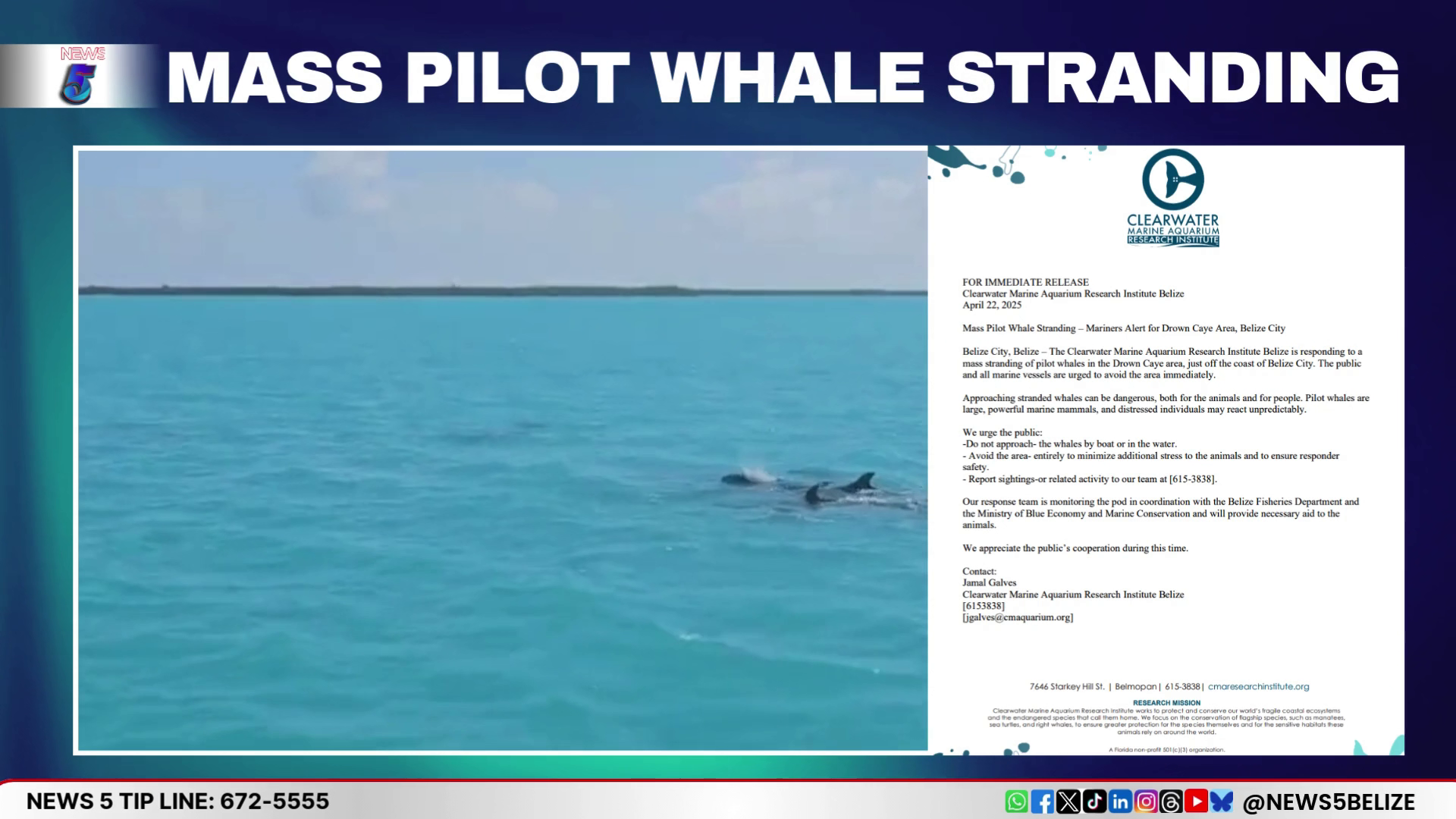 Mass Stranding of Pilot Whales Near Belize City