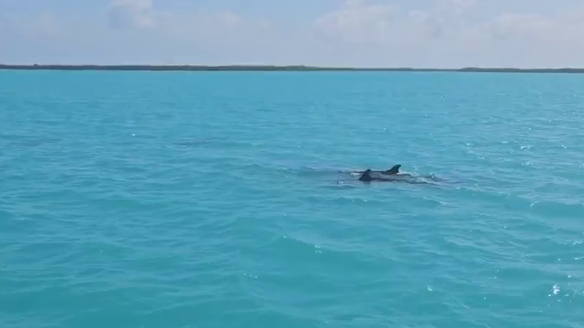 No False Killer Whales Spotted, But Dolphins in Love