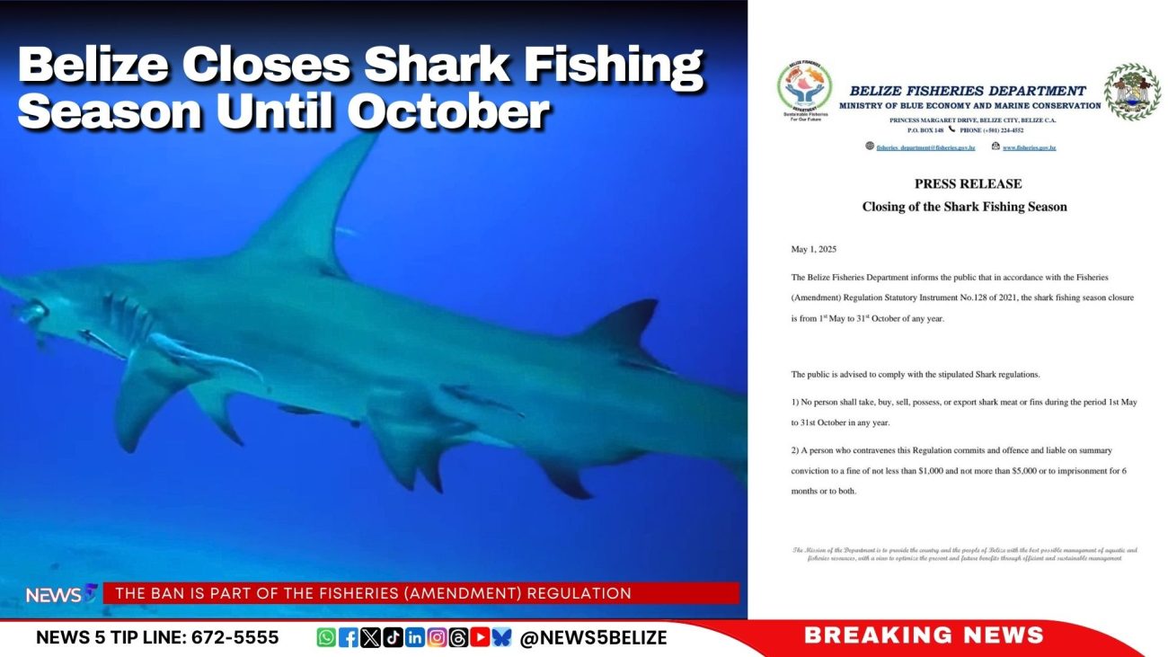 Belize Closes Shark Fishing Season Until October