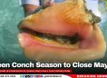 Queen Conch Season to Close May 25