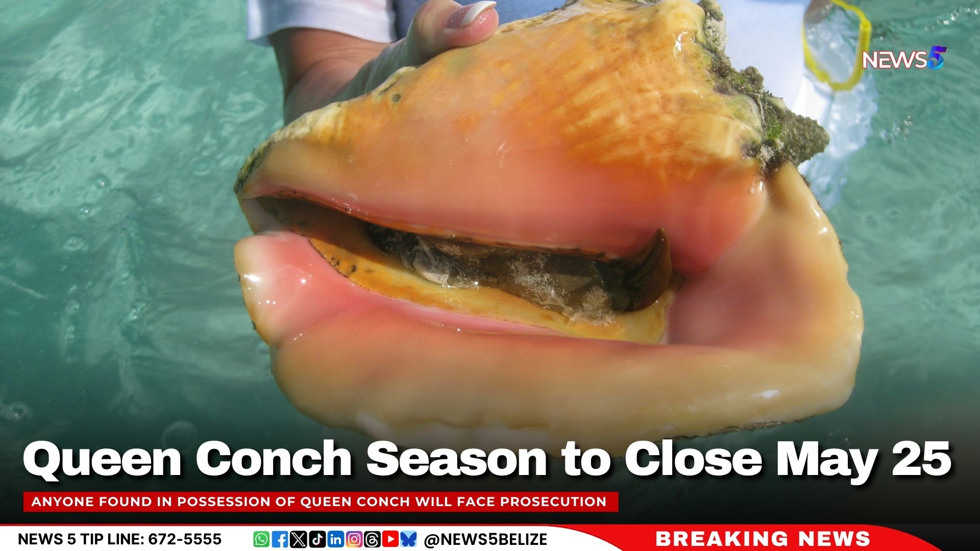 Queen Conch Season to Close May 25