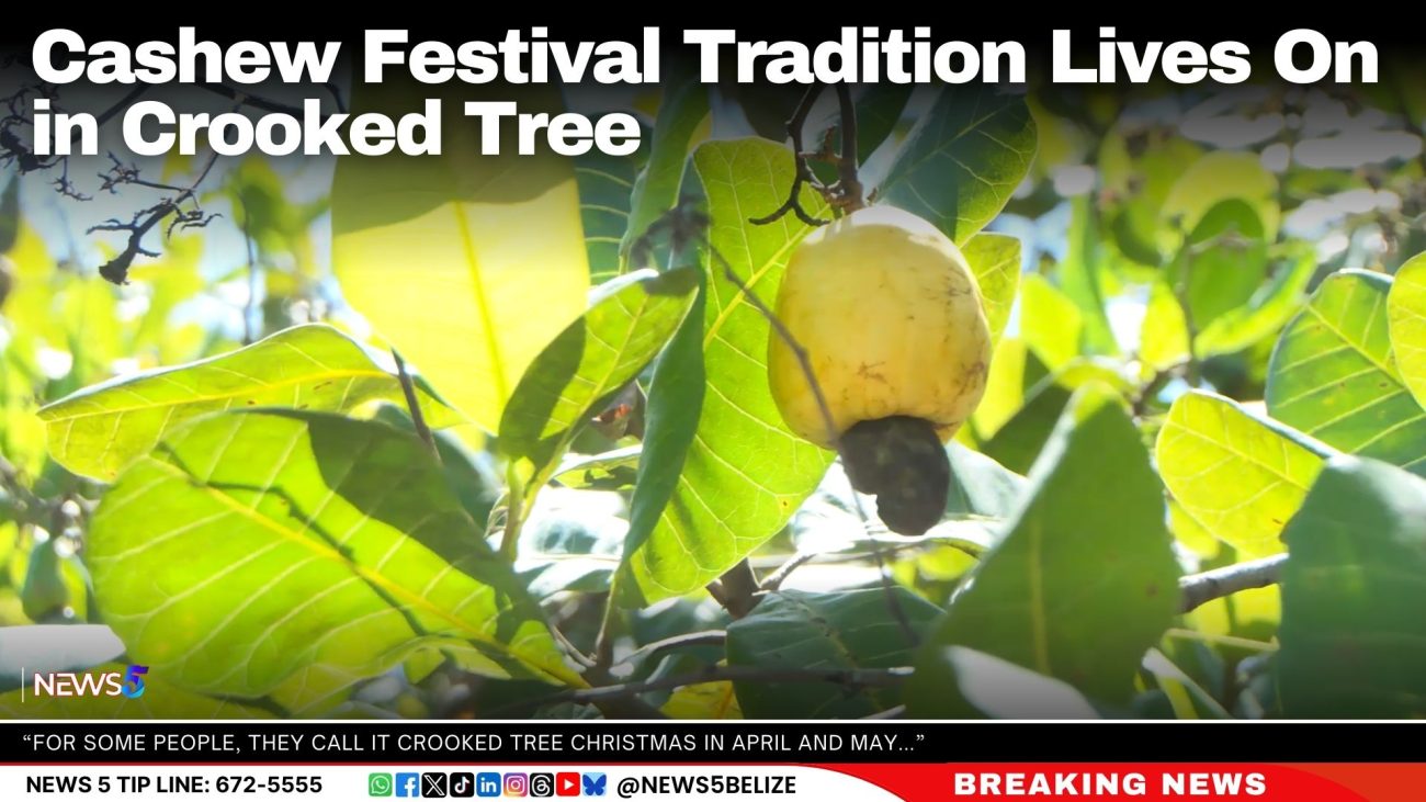 Cashew Festival Tradition Lives On in Crooked Tree
