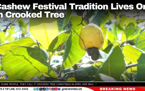 Cashew Festival Tradition Lives On in Crooked Tree