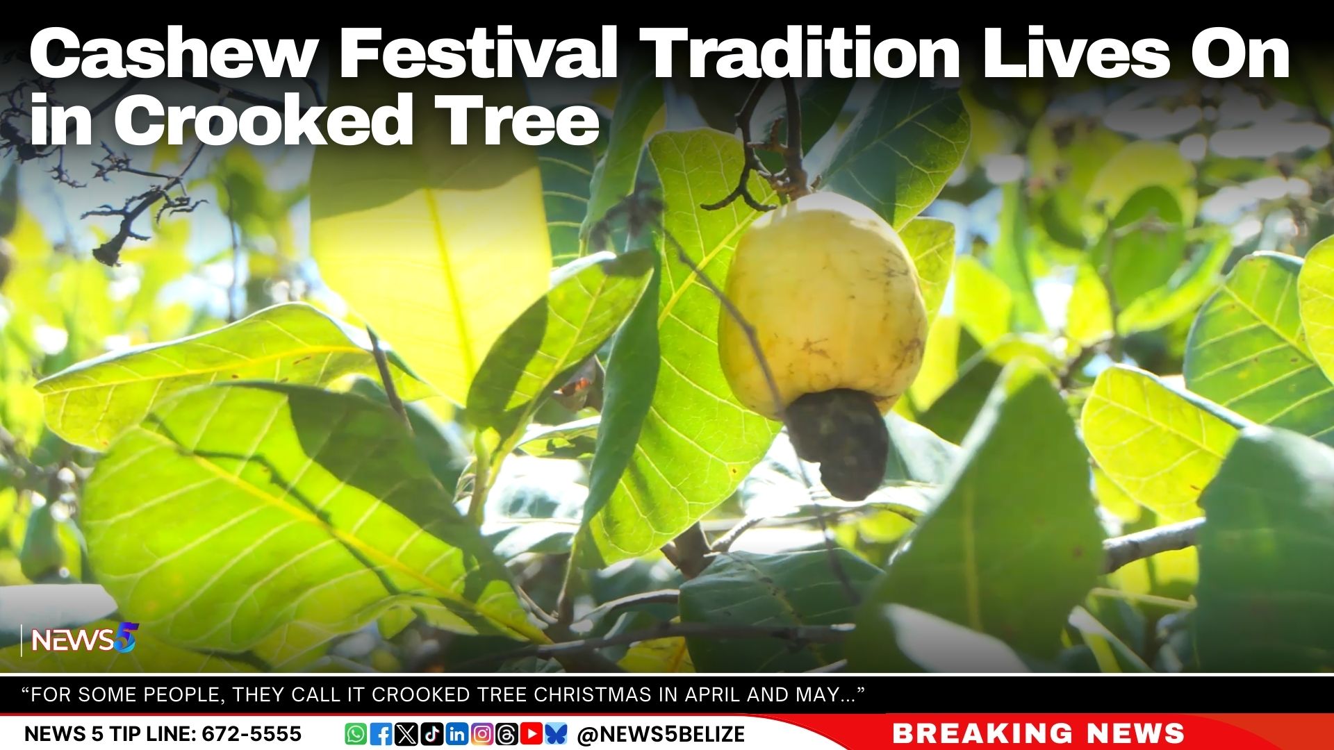 Cashew Festival Tradition Lives On in Crooked Tree