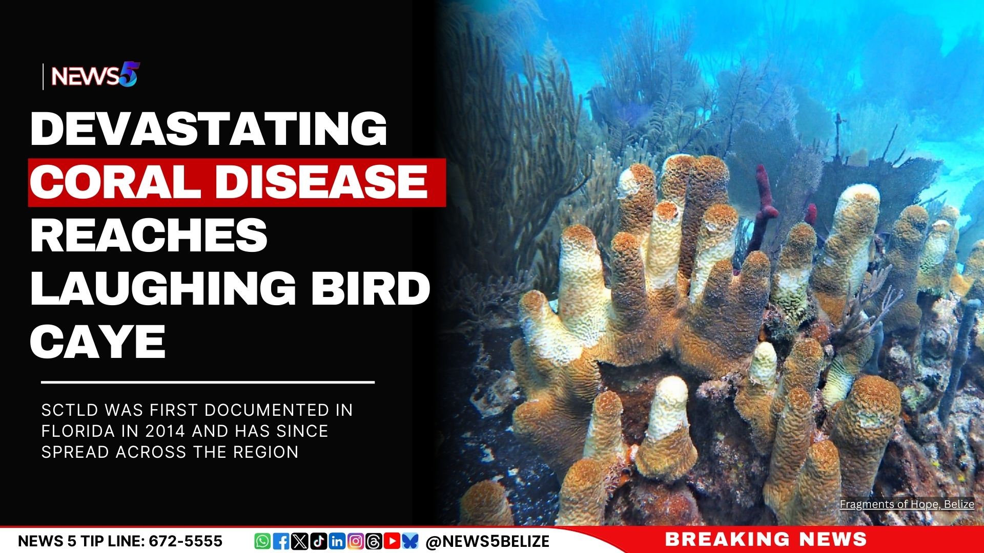 Devastating Coral Disease Reaches Laughing Bird Caye
