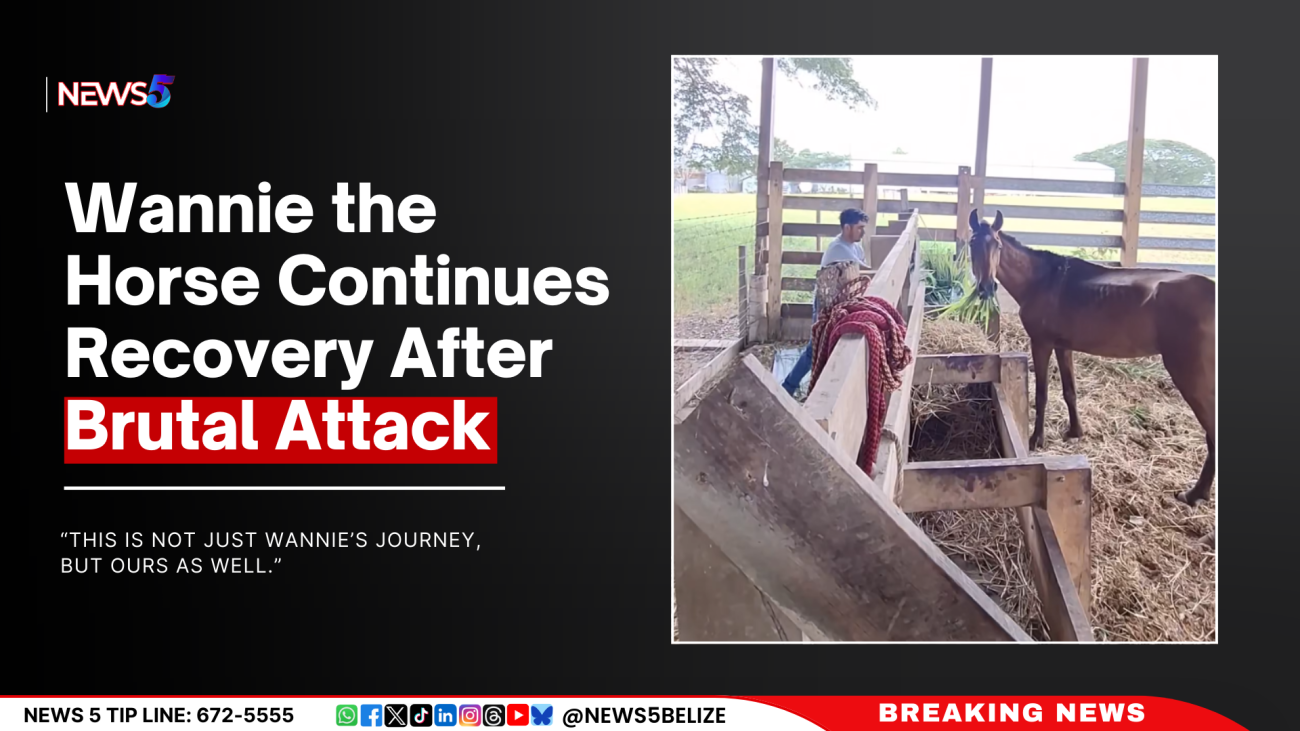Wannie the Horse Continues Recovery After Brutal Attack