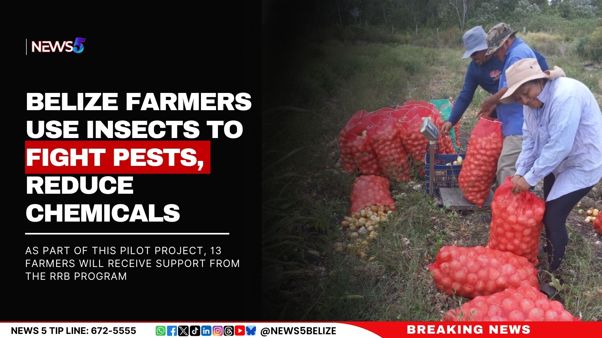 Belize Farmers Use Insects to Fight Pests, Reduce Chemicals
