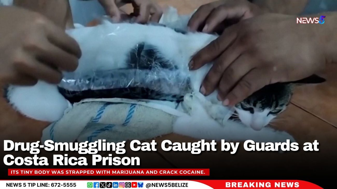Drug-Smuggling Cat Caught by Guards at Costa Rica Prison