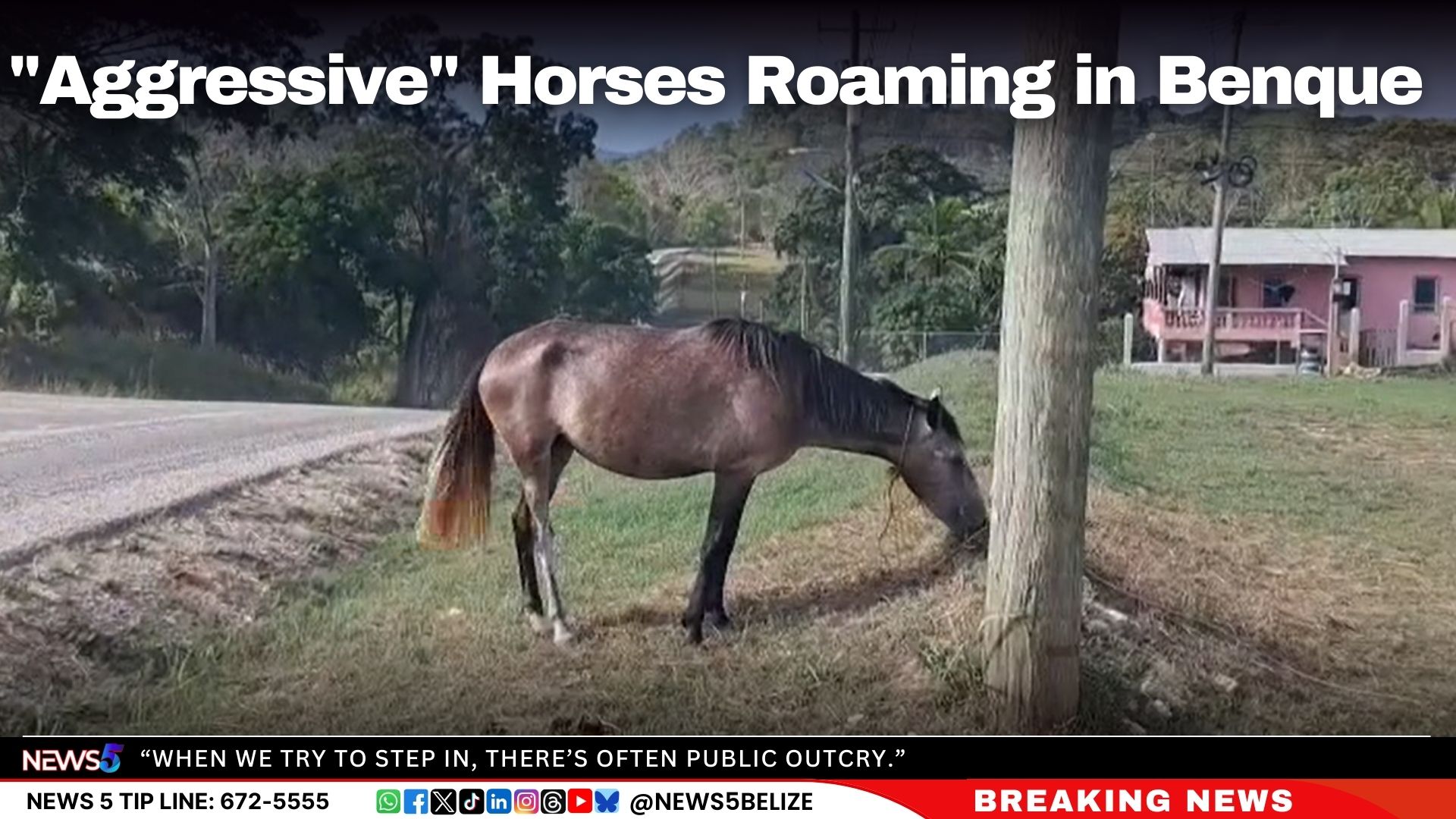 "Aggressive" Horses Roaming in Benque
