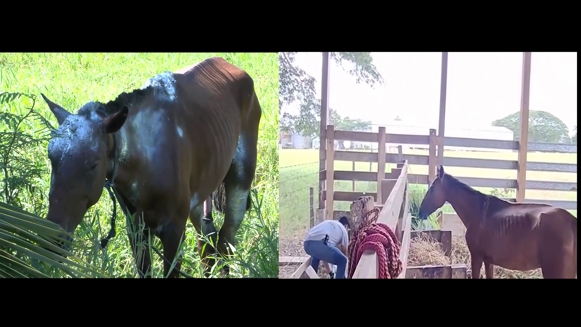 From Cruelty to Compassion: Wannie the Horse Continues Healing Journey